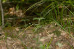 Blackseed speargrass